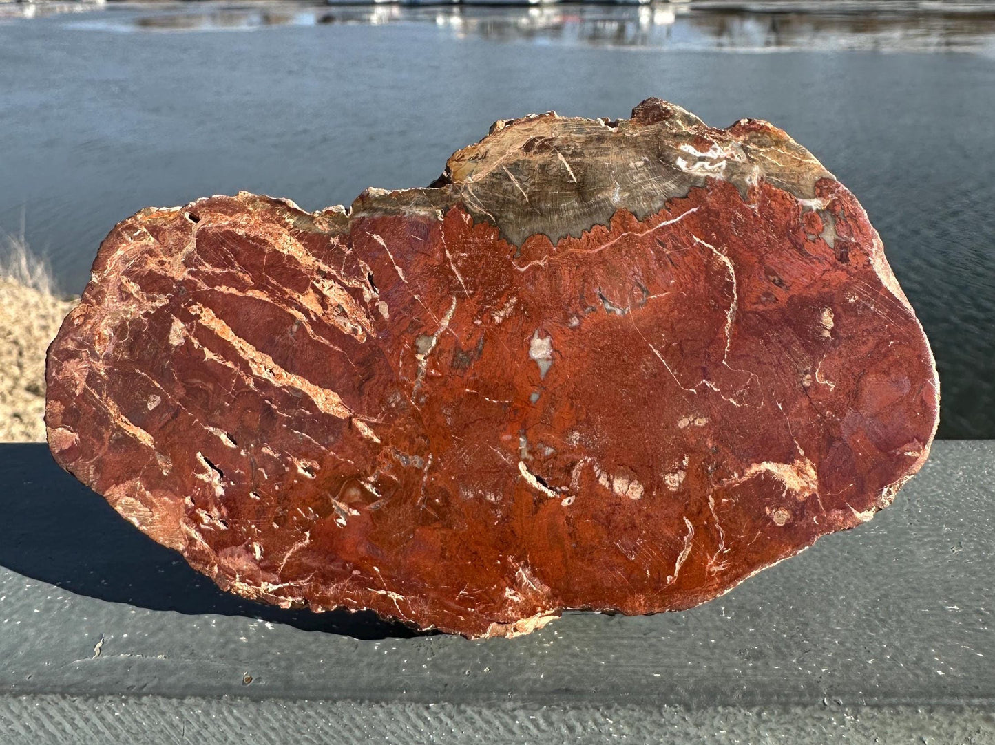 Natural Petrified Wood Polished Slab | Metaphysical Crystal Decor