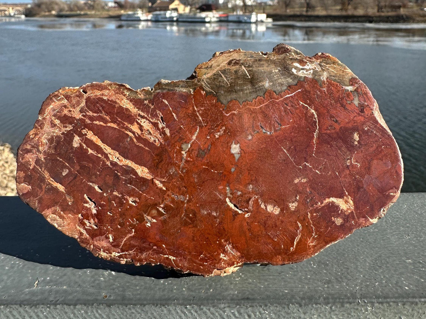 Natural Petrified Wood Polished Slab | Metaphysical Crystal Decor