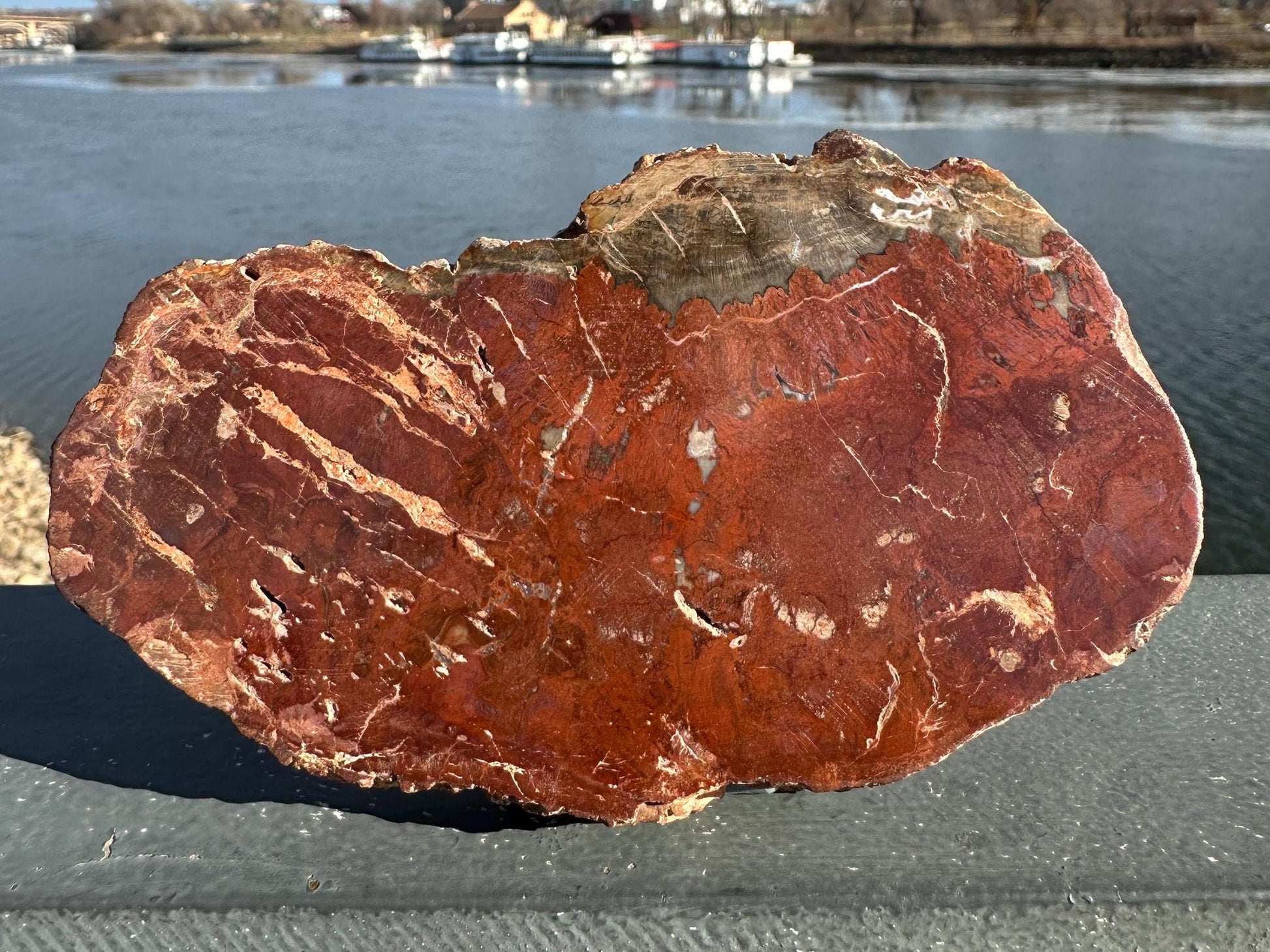 Natural Petrified Wood Polished Slab | Metaphysical Crystal Decor