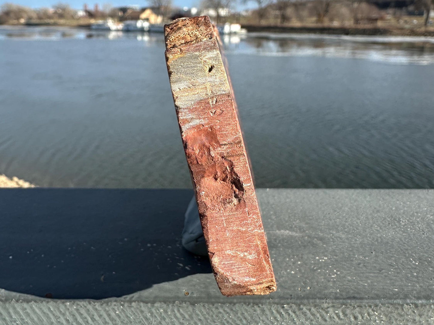 Natural Petrified Wood Polished Slab | Metaphysical Crystal Decor