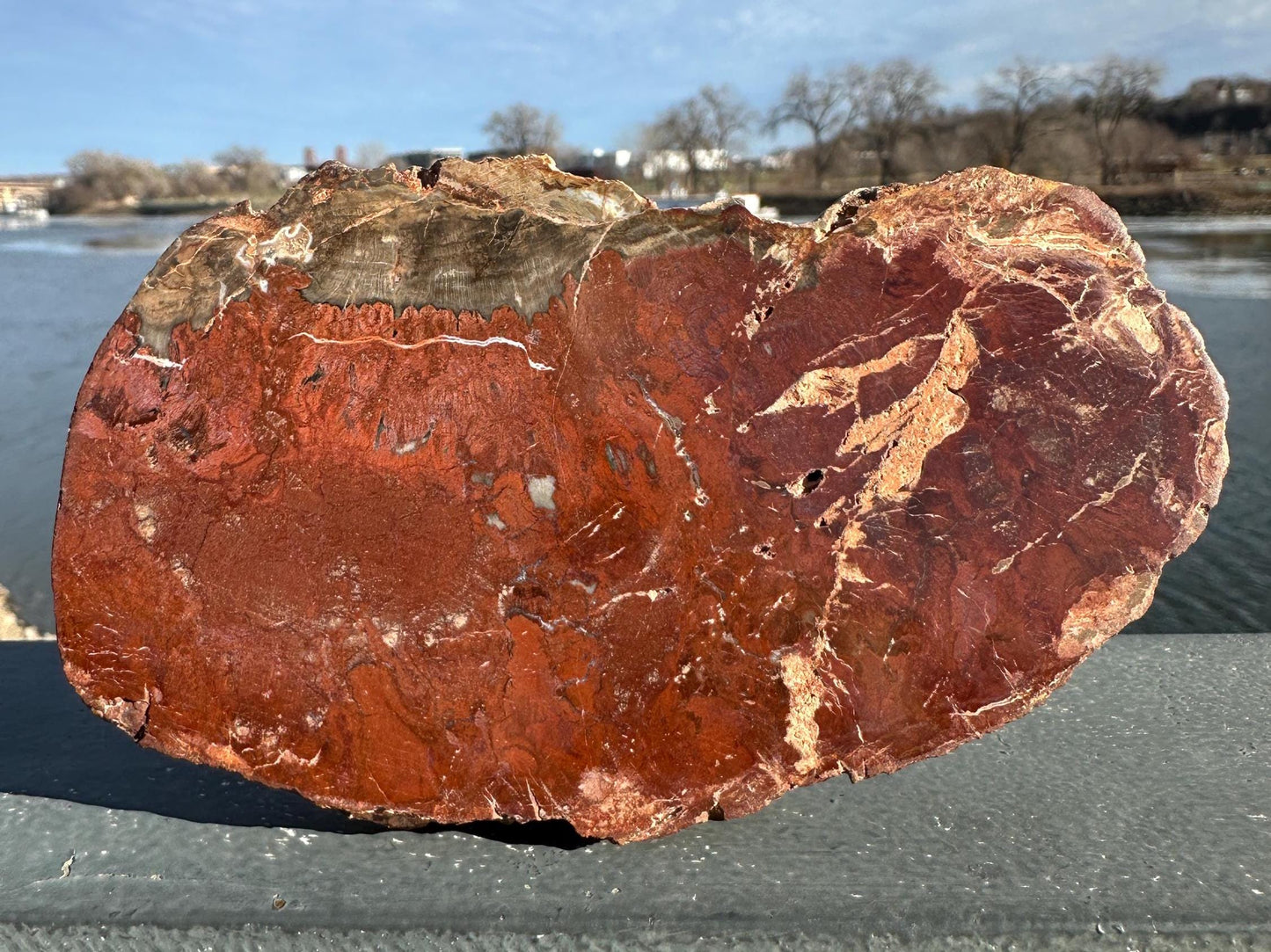 Natural Petrified Wood Polished Slab | Metaphysical Crystal Decor