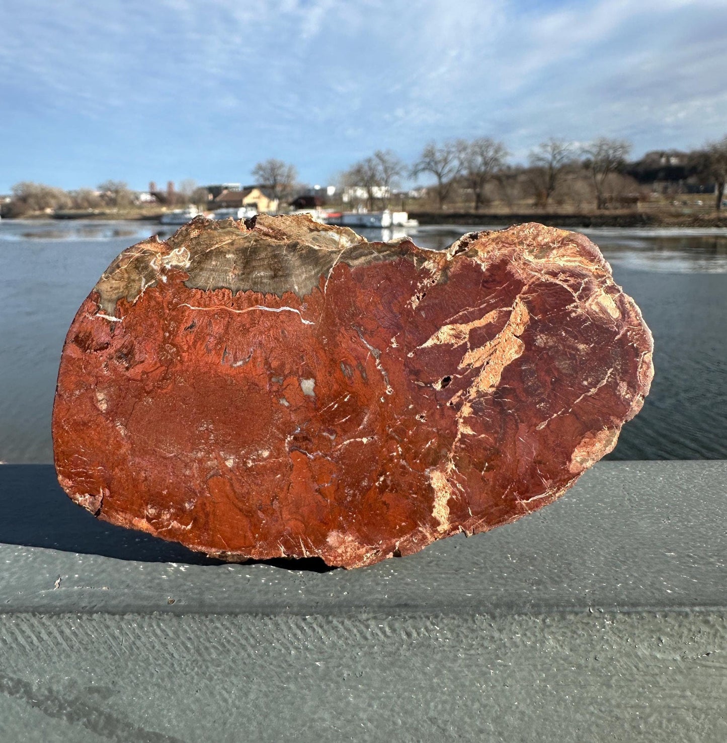 Natural Petrified Wood Polished Slab | Metaphysical Crystal Decor