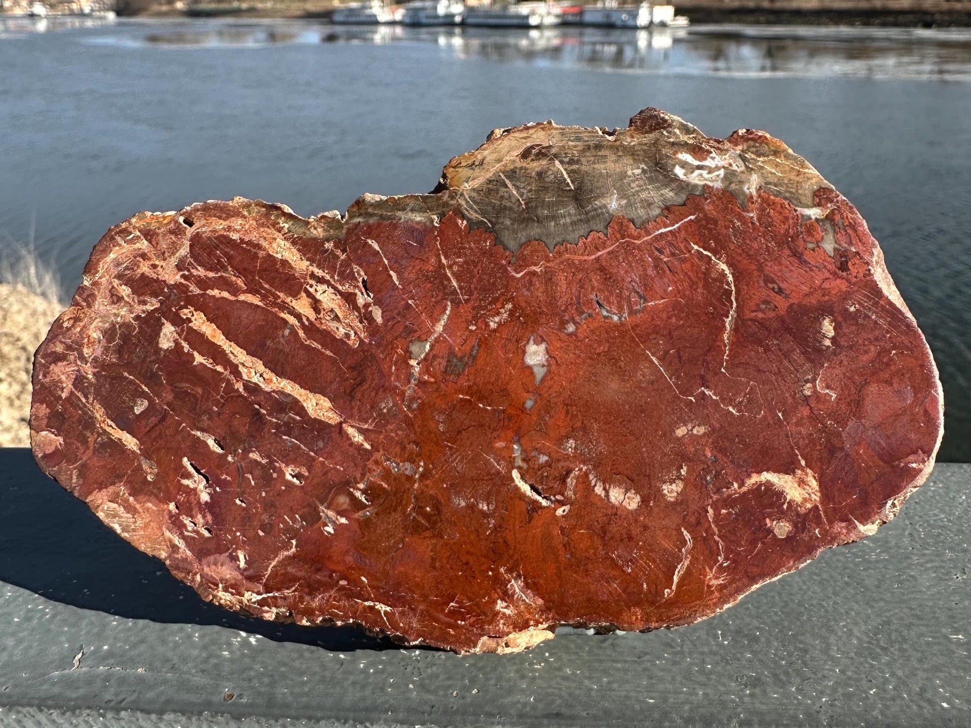 Natural Petrified Wood Polished Slab | Metaphysical Crystal Decor