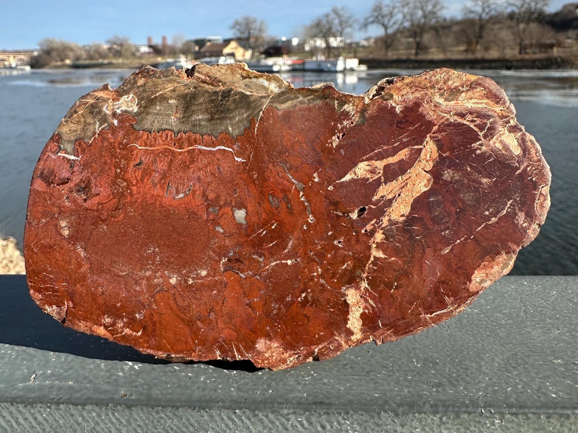 Natural Petrified Wood Polished Slab | Metaphysical Crystal Decor