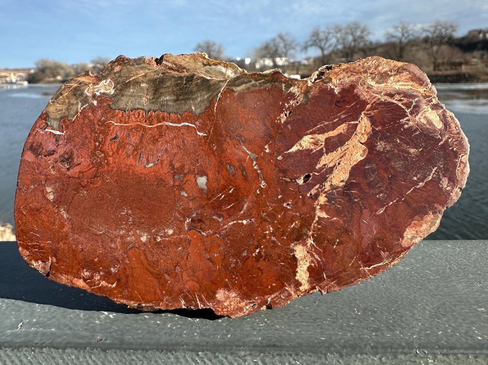 Natural Petrified Wood Polished Slab | Metaphysical Crystal Decor