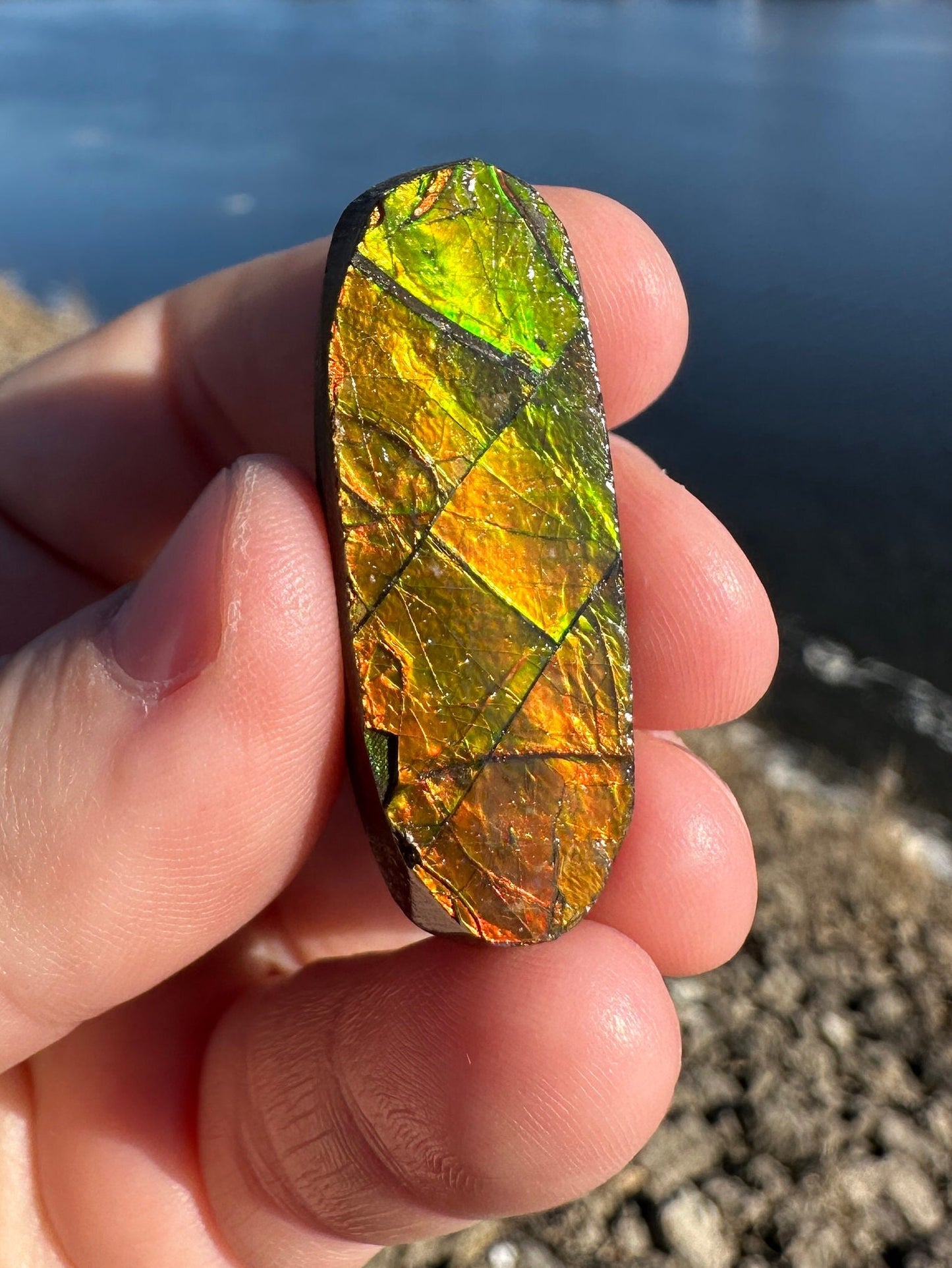 Amazing Natural Ammolite Specimen | Ammolite from Canada | Polished Ammolite | Fossilized Ammolite | Fossil | Rainbow Ammonite
