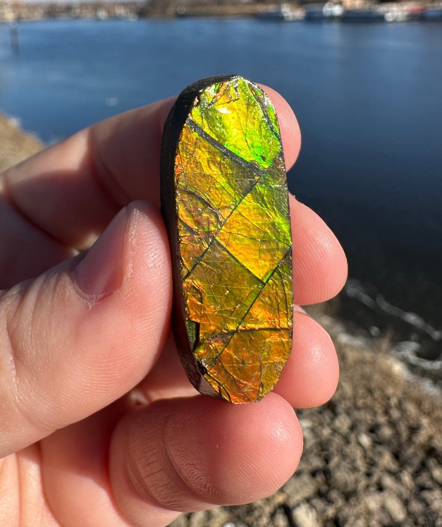 Amazing Natural Ammolite Specimen | Ammolite from Canada | Polished Ammolite | Fossilized Ammolite | Fossil | Rainbow Ammonite