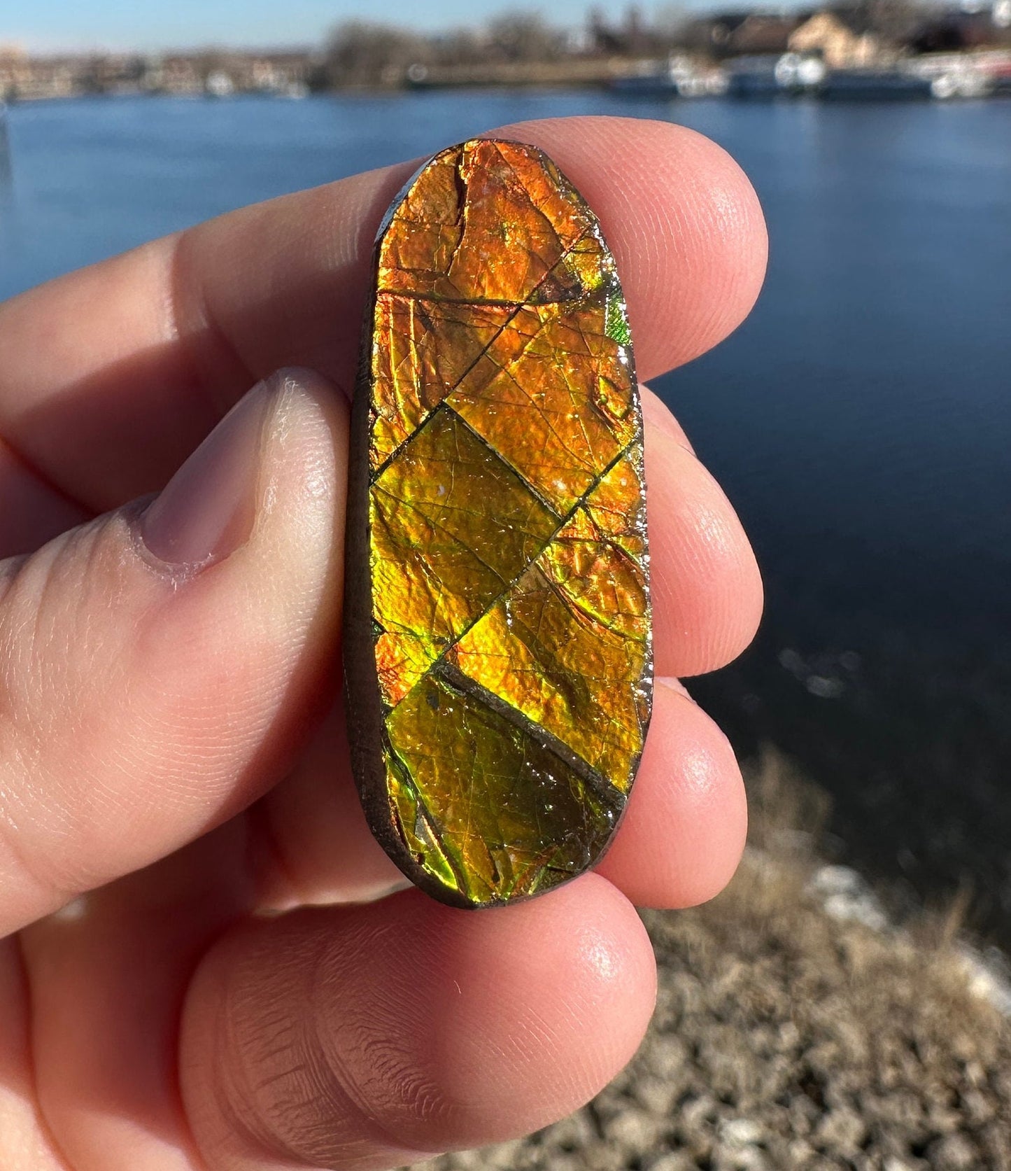 Amazing Natural Ammolite Specimen | Ammolite from Canada | Polished Ammolite | Fossilized Ammolite | Fossil | Rainbow Ammonite