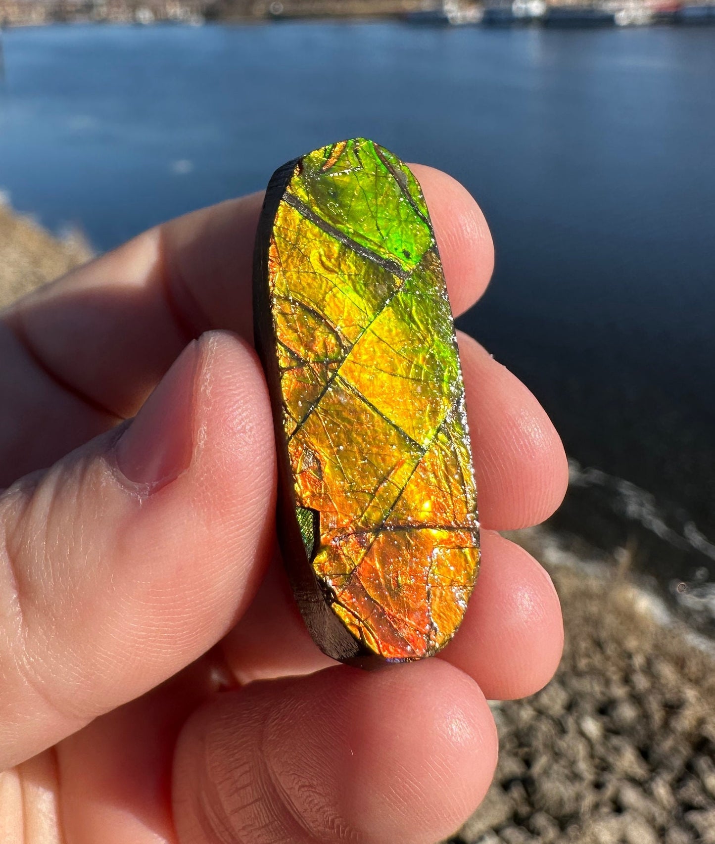Amazing Natural Ammolite Specimen | Ammolite from Canada | Polished Ammolite | Fossilized Ammolite | Fossil | Rainbow Ammonite