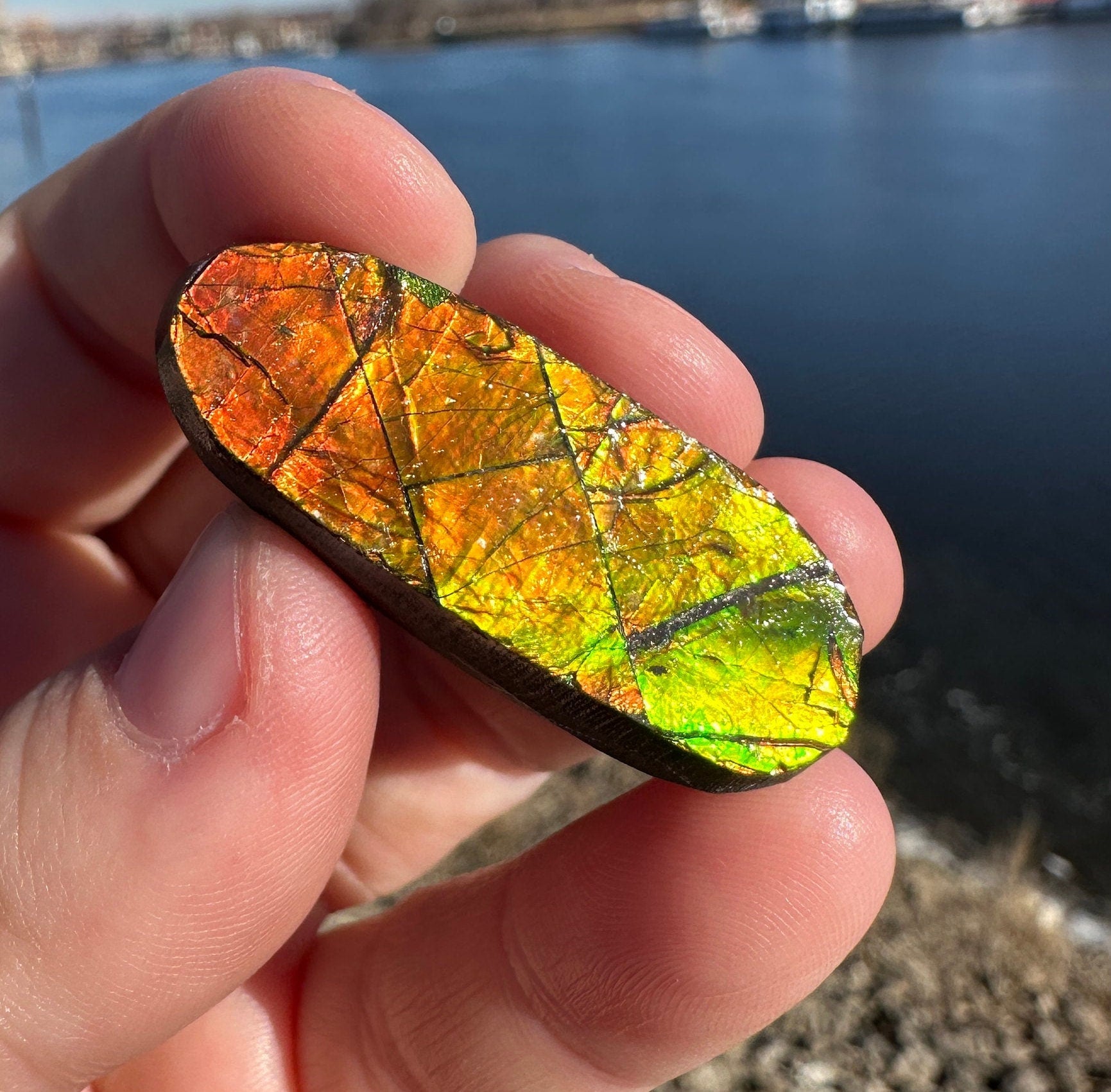 Amazing Natural Ammolite Specimen | Ammolite from Canada | Polished Ammolite | Fossilized Ammolite | Fossil | Rainbow Ammonite