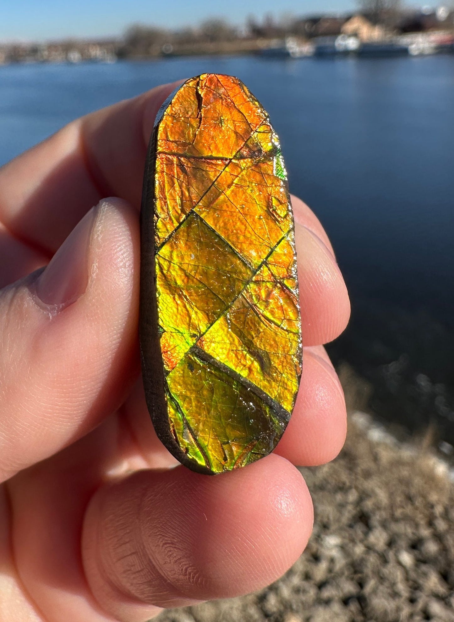 Amazing Natural Ammolite Specimen | Ammolite from Canada | Polished Ammolite | Fossilized Ammolite | Fossil | Rainbow Ammonite