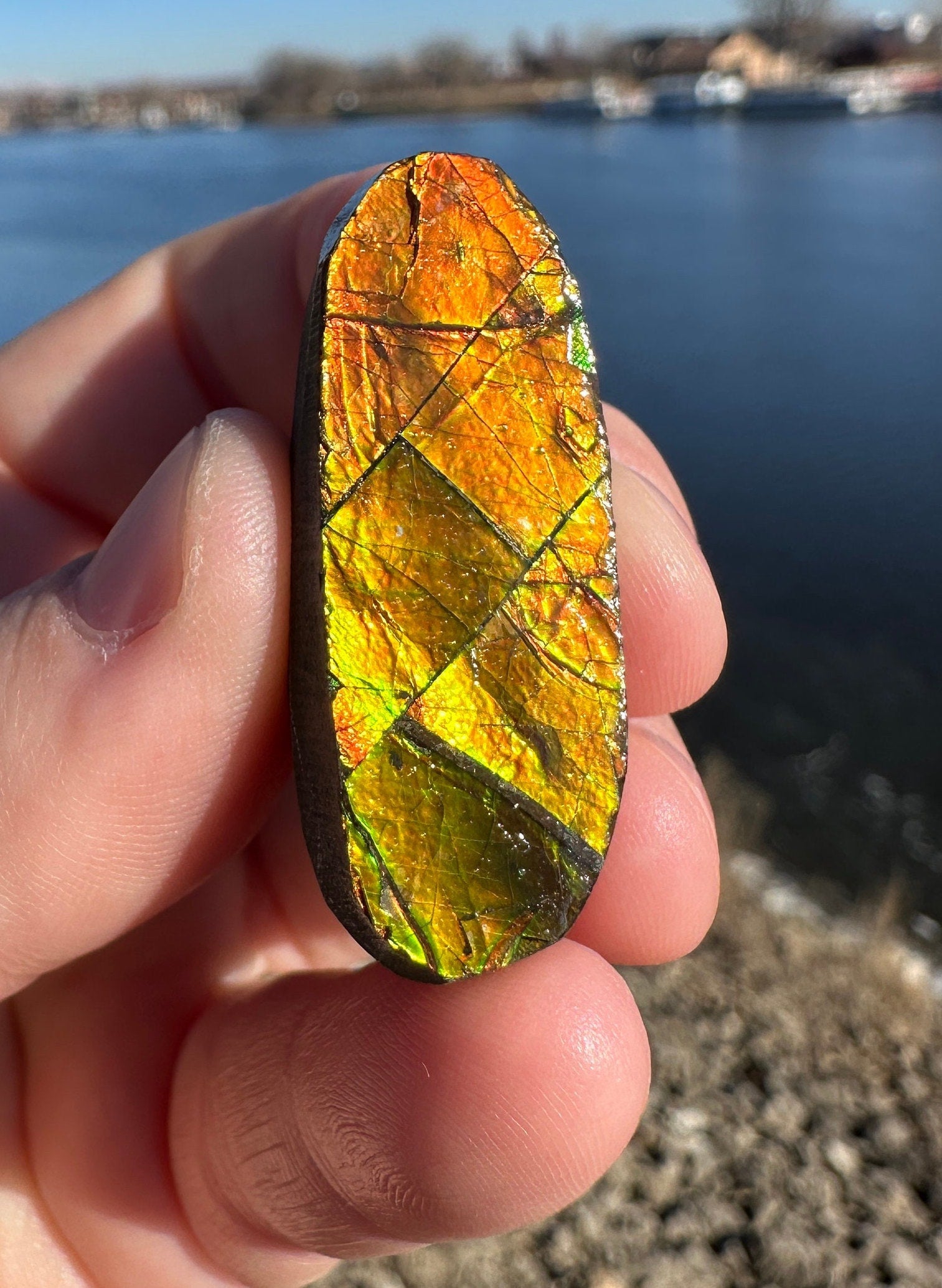 Amazing Natural Ammolite Specimen | Ammolite from Canada | Polished Ammolite | Fossilized Ammolite | Fossil | Rainbow Ammonite