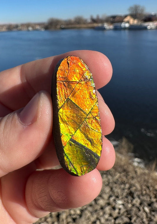 Amazing Natural Ammolite Specimen | Ammolite from Canada | Polished Ammolite | Fossilized Ammolite | Fossil | Rainbow Ammonite
