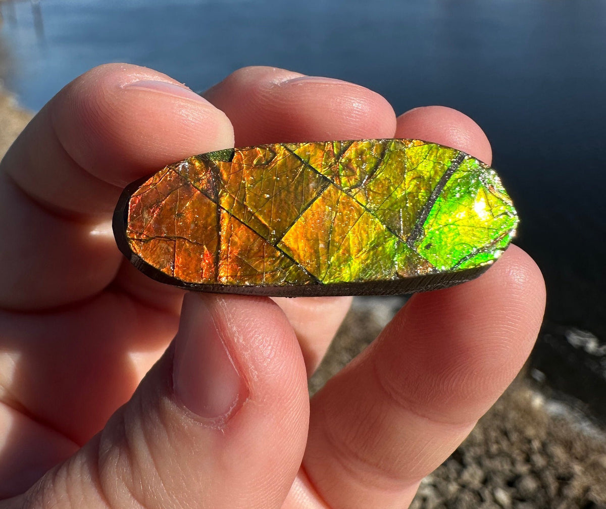 Amazing Natural Ammolite Specimen | Ammolite from Canada | Polished Ammolite | Fossilized Ammolite | Fossil | Rainbow Ammonite