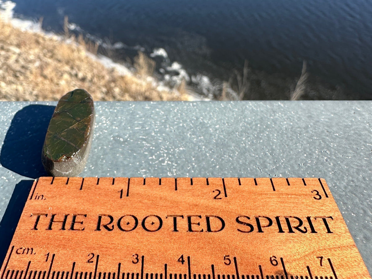 Amazing Natural Ammolite Specimen | Ammolite from Canada | Polished Ammolite | Fossilized Ammolite | Fossil | Rainbow Ammonite