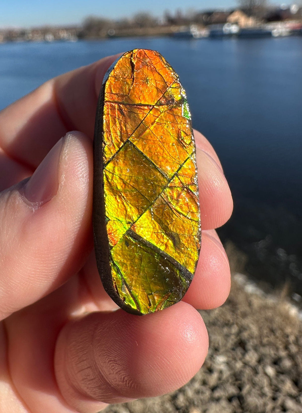 Amazing Natural Ammolite Specimen | Ammolite from Canada | Polished Ammolite | Fossilized Ammolite | Fossil | Rainbow Ammonite
