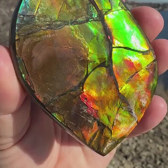 Amazing Natural Ammolite Specimen  | Ammolite from Canada  |  Polished Ammolite  | Fossilized Ammolite | Fossil | Rainbow Ammonite