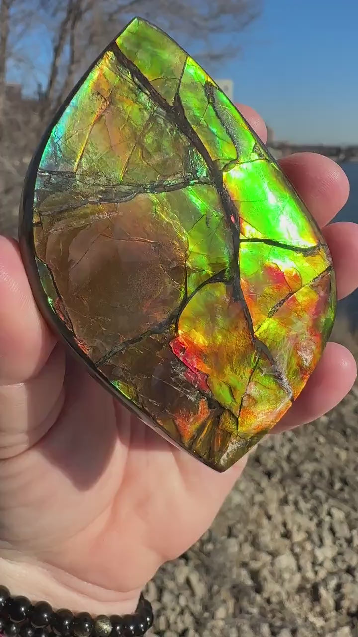 Amazing Natural Ammolite Specimen  | Ammolite from Canada  |  Polished Ammolite  | Fossilized Ammolite | Fossil | Rainbow Ammonite