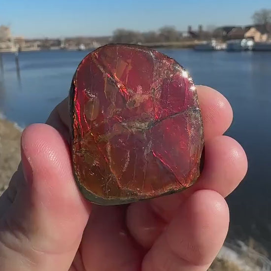 Amazing Natural Ammolite Specimen  | Ammolite from Canada  |  Polished Ammolite  | Fossilized Ammolite | Fossil | Rainbow Ammonite