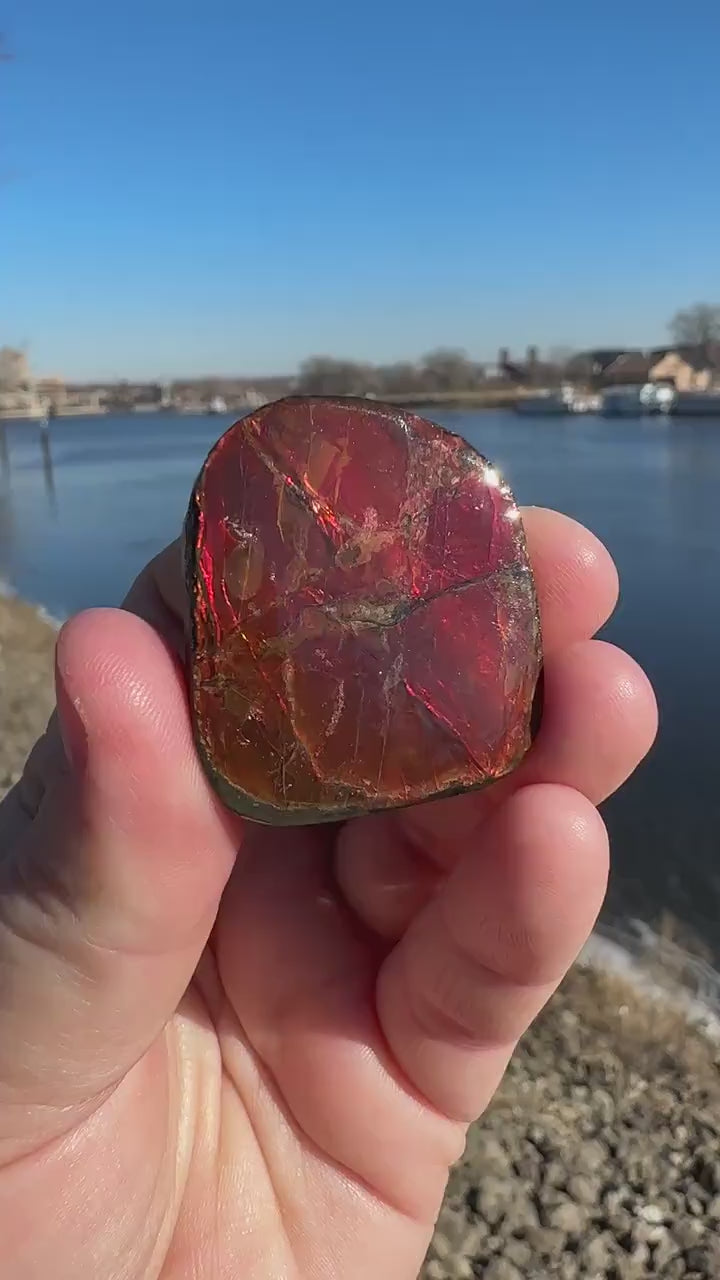 Amazing Natural Ammolite Specimen  | Ammolite from Canada  |  Polished Ammolite  | Fossilized Ammolite | Fossil | Rainbow Ammonite