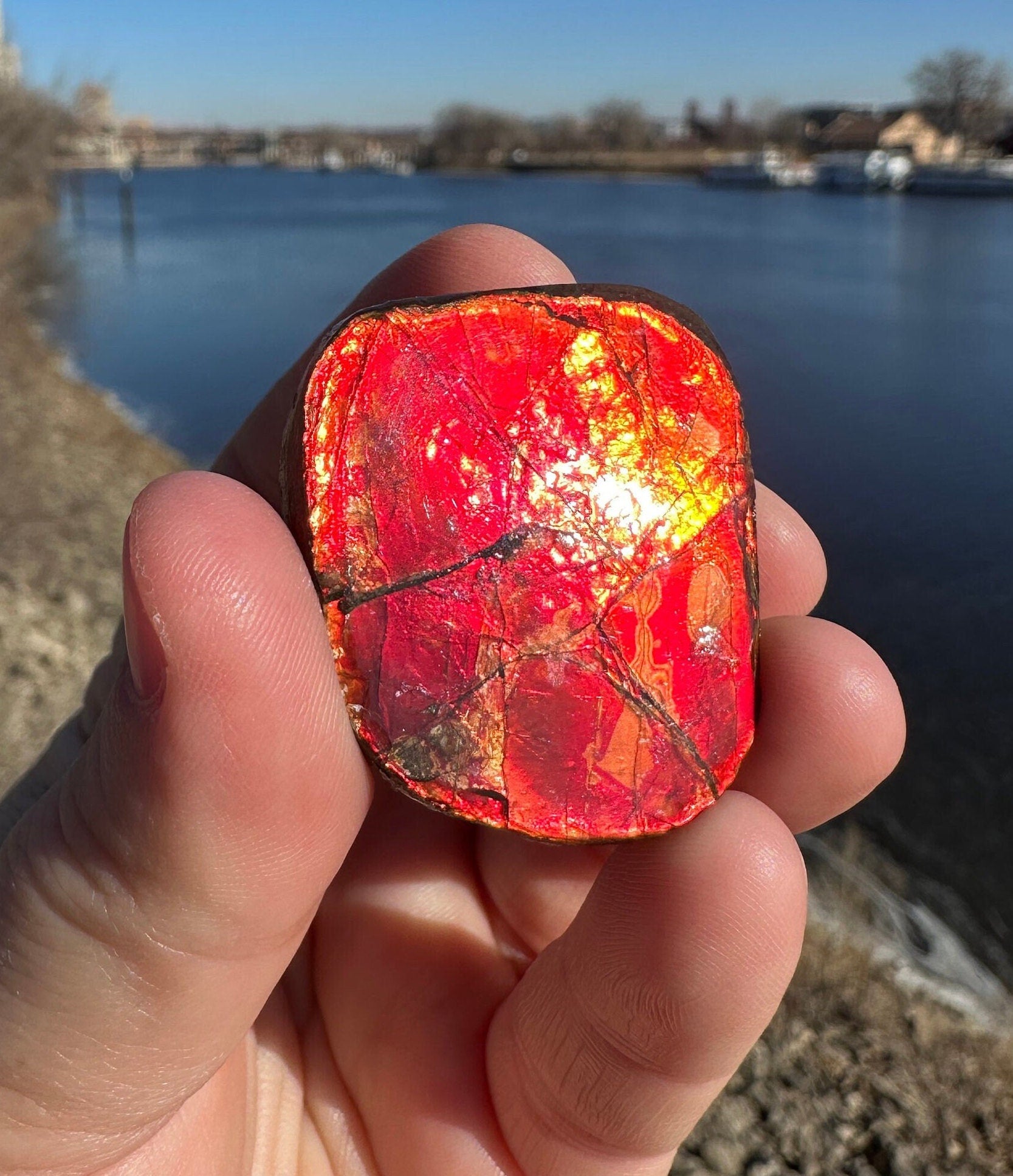 Amazing Natural Ammolite Specimen | Ammolite from Canada | Polished Ammolite | Fossilized Ammolite | Fossil | Rainbow Ammonite