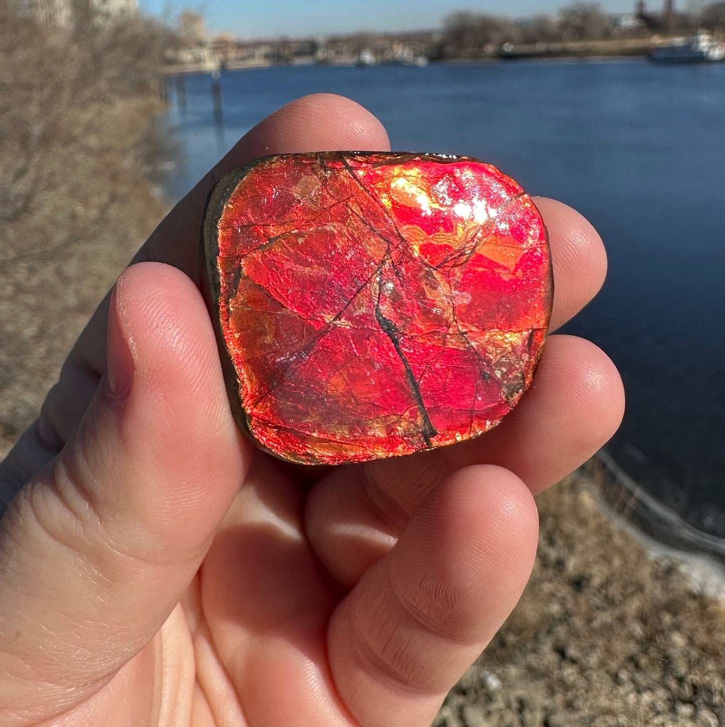 Amazing Natural Ammolite Specimen | Ammolite from Canada | Polished Ammolite | Fossilized Ammolite | Fossil | Rainbow Ammonite