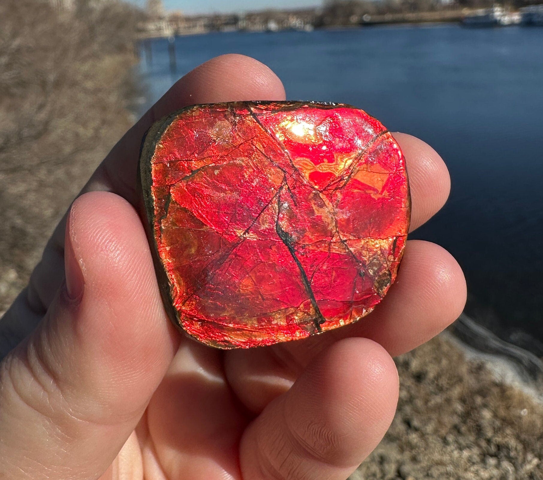 Amazing Natural Ammolite Specimen | Ammolite from Canada | Polished Ammolite | Fossilized Ammolite | Fossil | Rainbow Ammonite