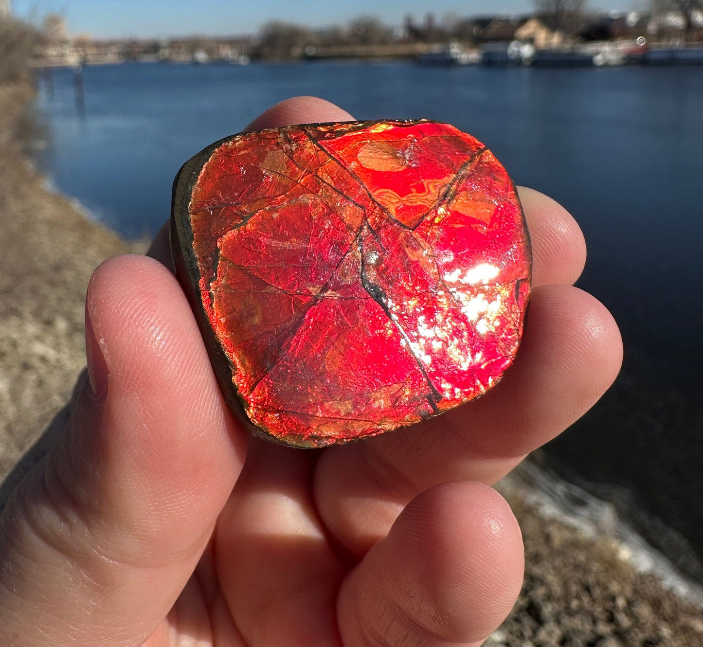 Amazing Natural Ammolite Specimen | Ammolite from Canada | Polished Ammolite | Fossilized Ammolite | Fossil | Rainbow Ammonite