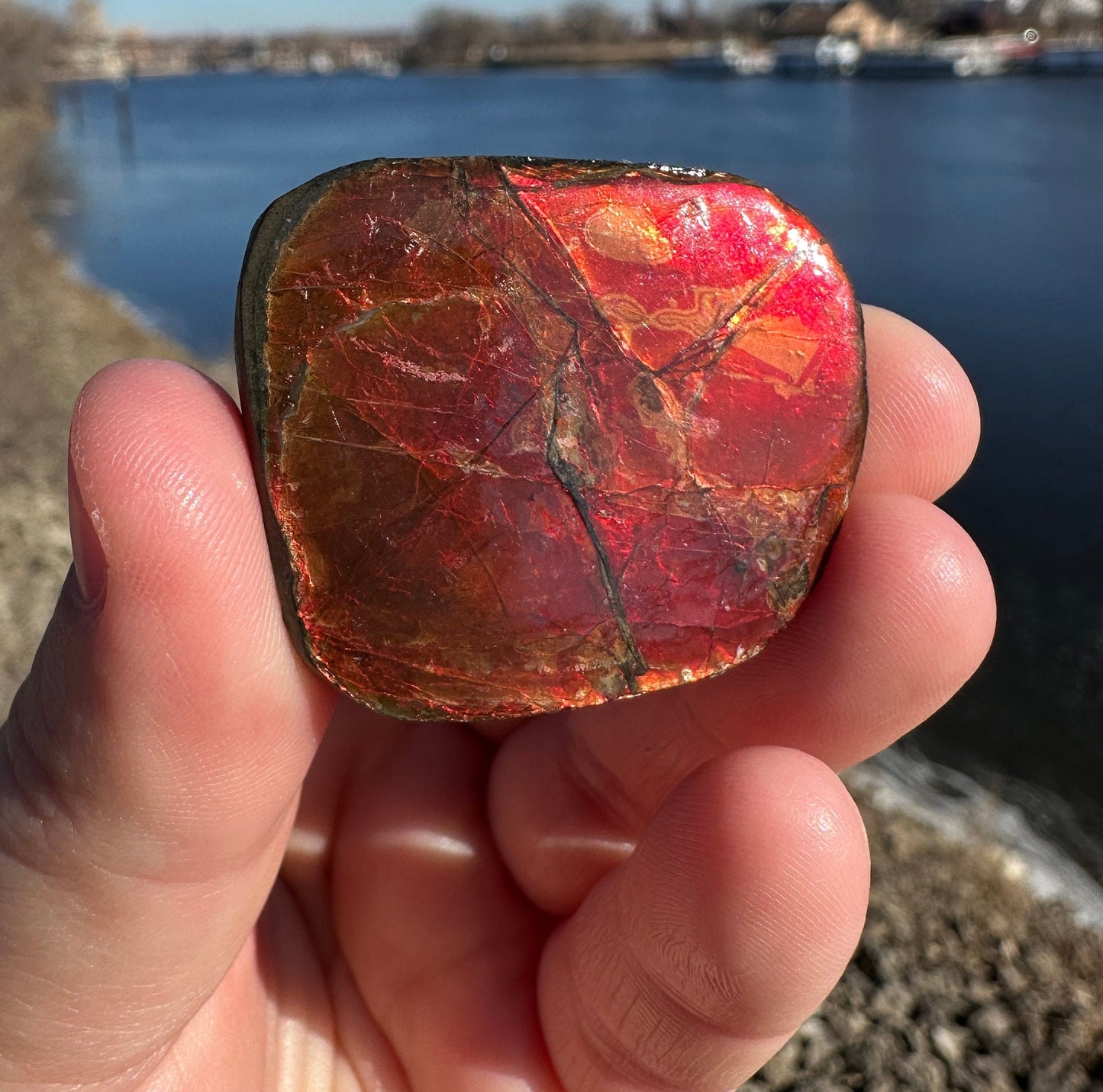 Amazing Natural Ammolite Specimen | Ammolite from Canada | Polished Ammolite | Fossilized Ammolite | Fossil | Rainbow Ammonite