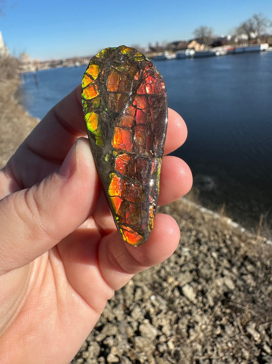 Amazing Natural Ammolite Specimen | Ammolite from Canada | Polished Ammolite | Fossilized Ammolite | Fossil | Rainbow Ammonite