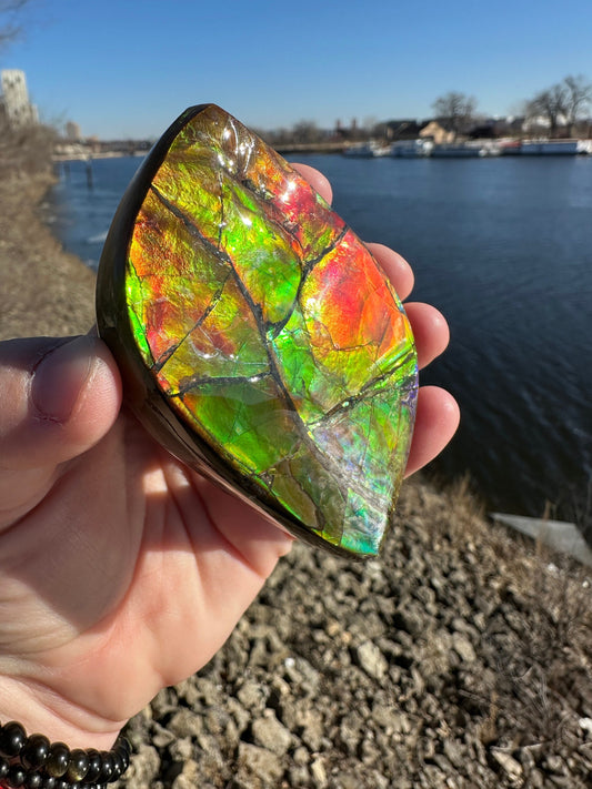 Amazing Natural Ammolite Specimen | Ammolite from Canada | Polished Ammolite | Fossilized Ammolite | Fossil | Rainbow Ammonite