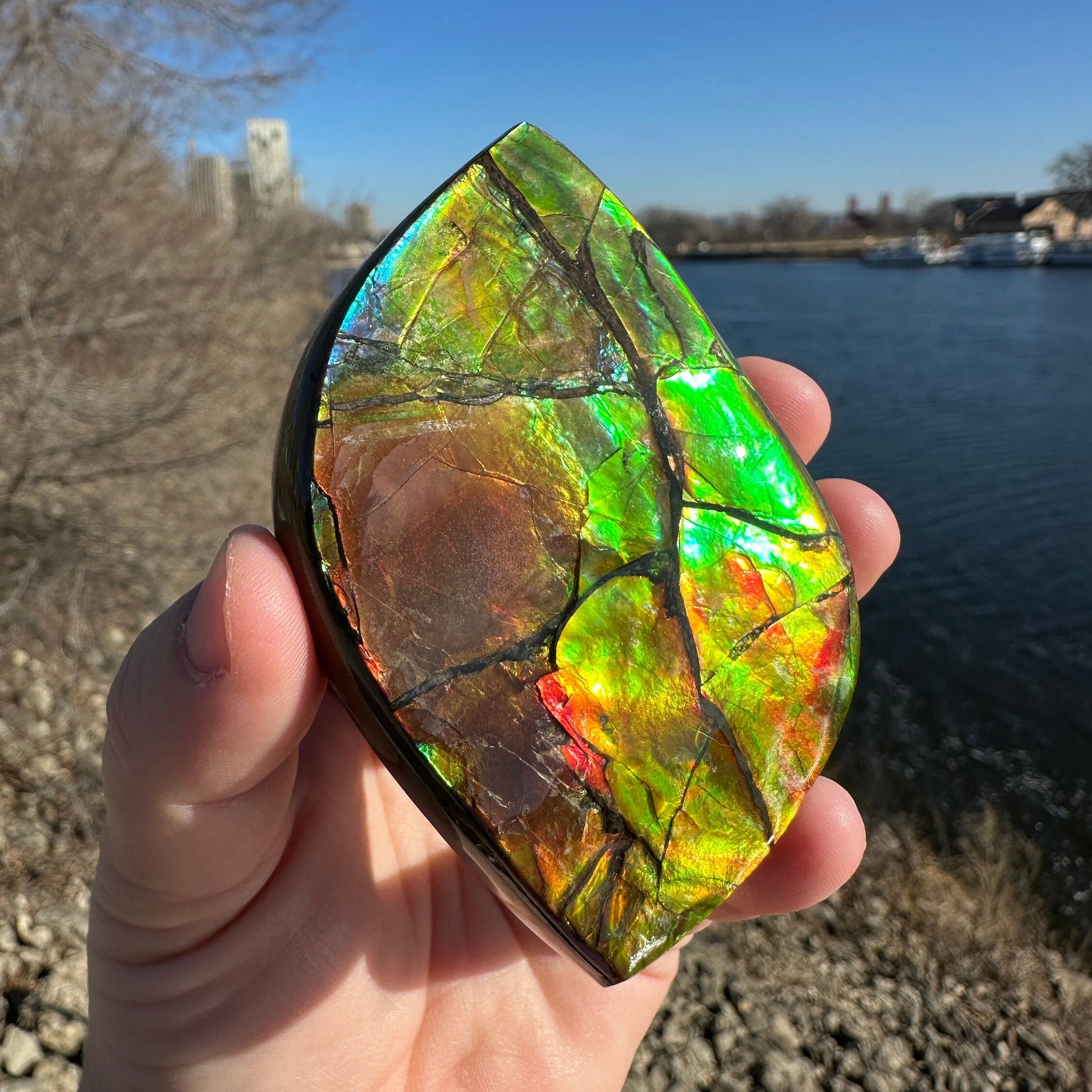 Amazing Natural Ammolite Specimen | Ammolite from Canada | Polished Ammolite | Fossilized Ammolite | Fossil | Rainbow Ammonite