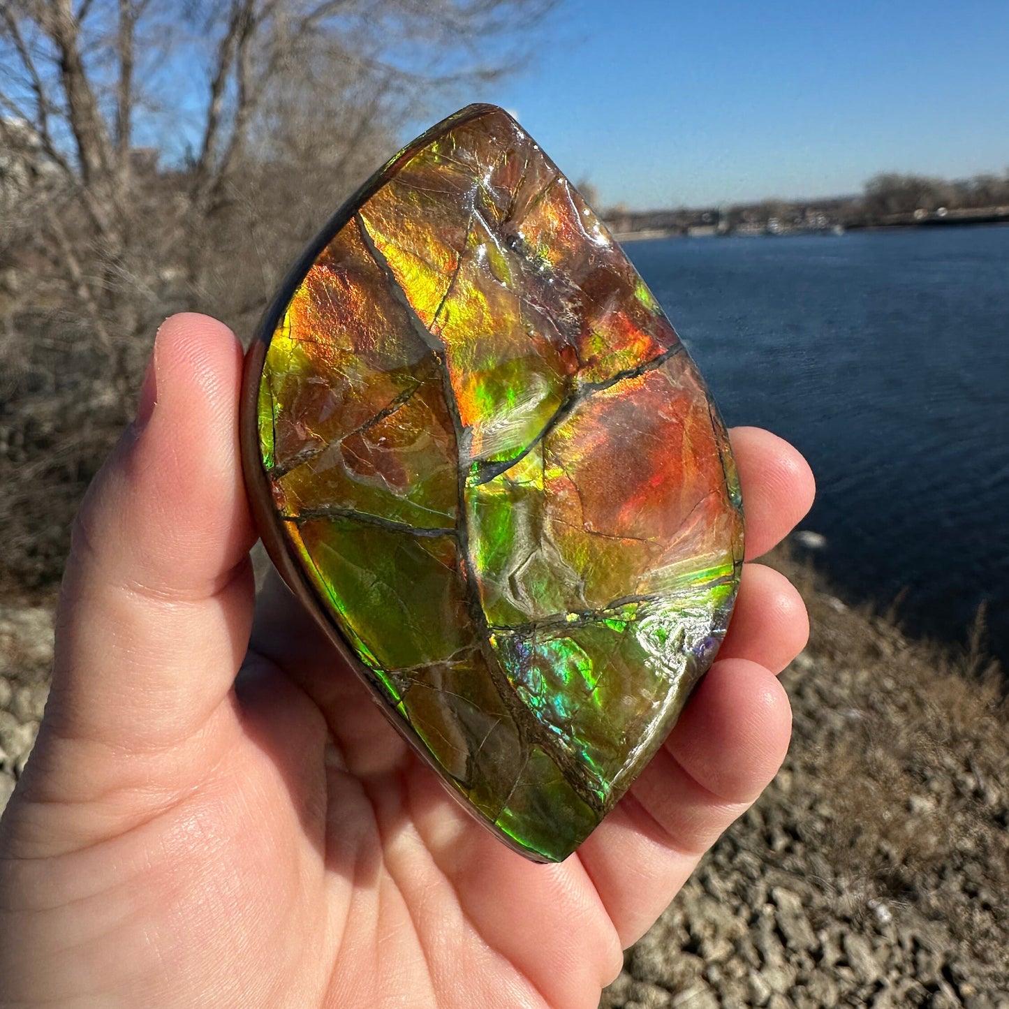 Amazing Natural Ammolite Specimen | Ammolite from Canada | Polished Ammolite | Fossilized Ammolite | Fossil | Rainbow Ammonite