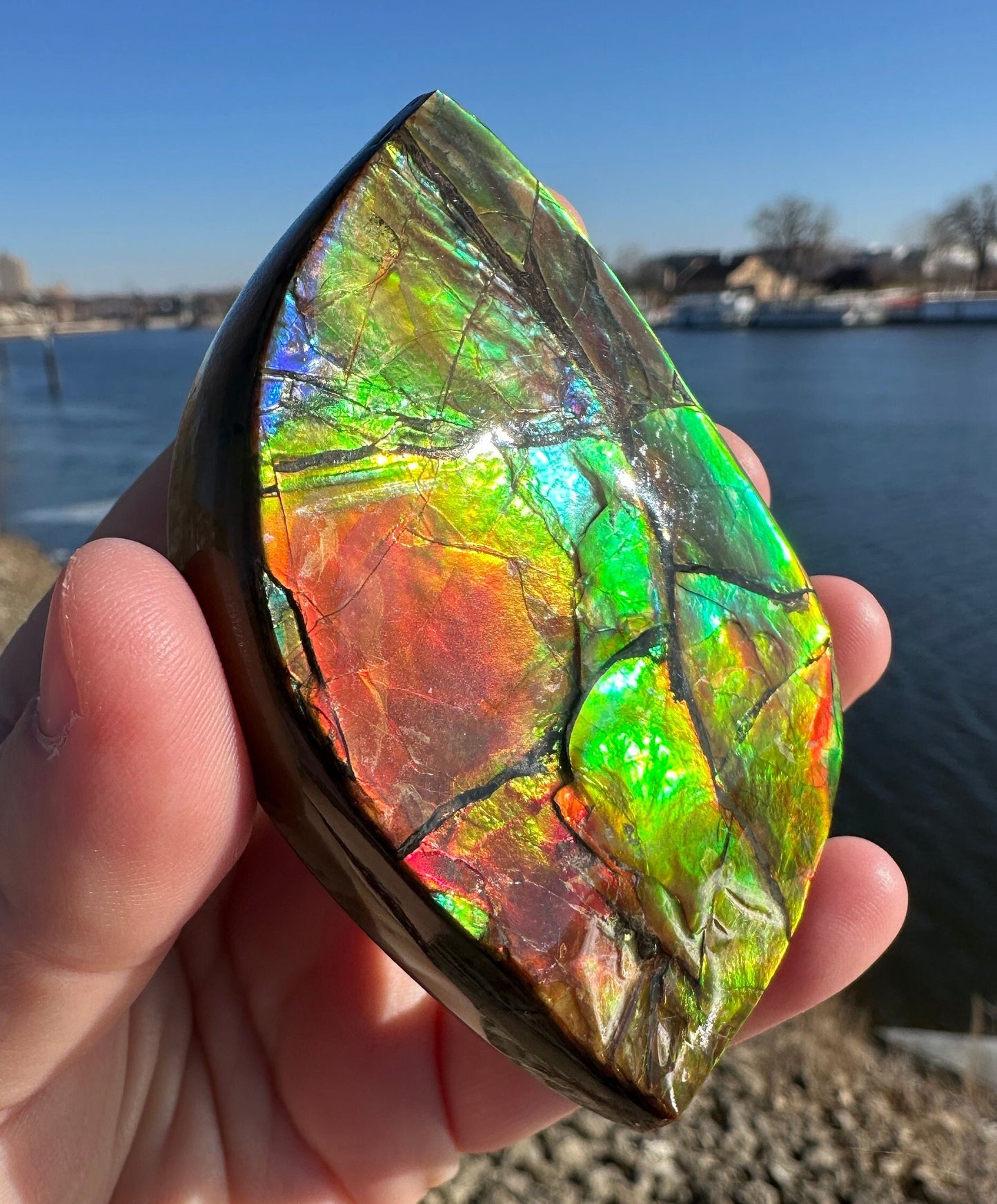 Amazing Natural Ammolite Specimen | Ammolite from Canada | Polished Ammolite | Fossilized Ammolite | Fossil | Rainbow Ammonite