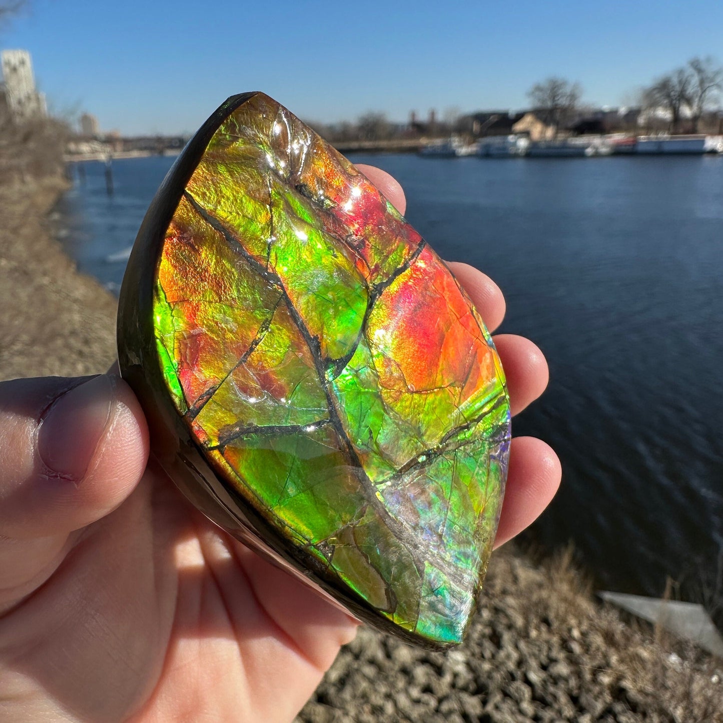 Amazing Natural Ammolite Specimen | Ammolite from Canada | Polished Ammolite | Fossilized Ammolite | Fossil | Rainbow Ammonite