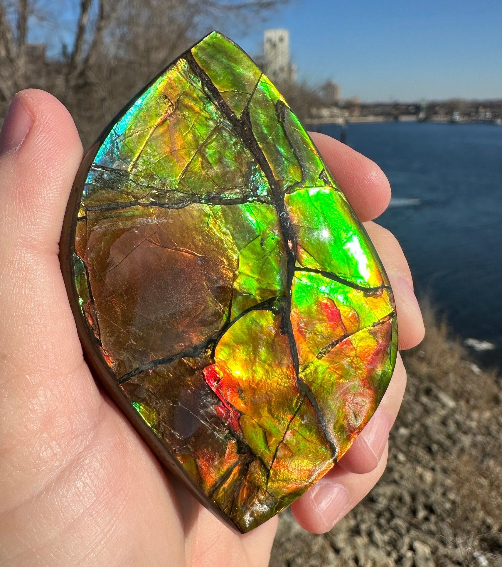 Amazing Natural Ammolite Specimen | Ammolite from Canada | Polished Ammolite | Fossilized Ammolite | Fossil | Rainbow Ammonite