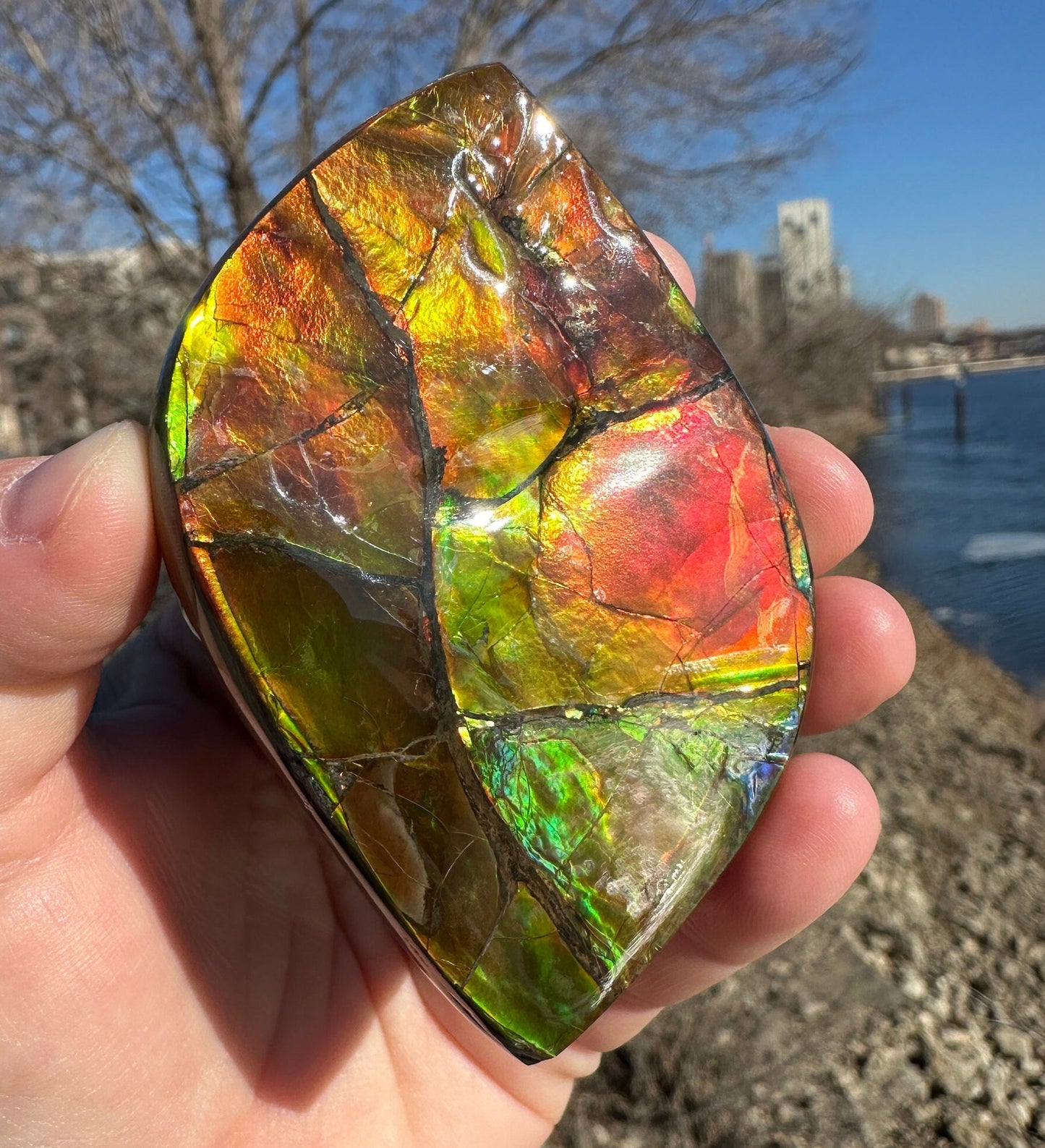 Amazing Natural Ammolite Specimen | Ammolite from Canada | Polished Ammolite | Fossilized Ammolite | Fossil | Rainbow Ammonite