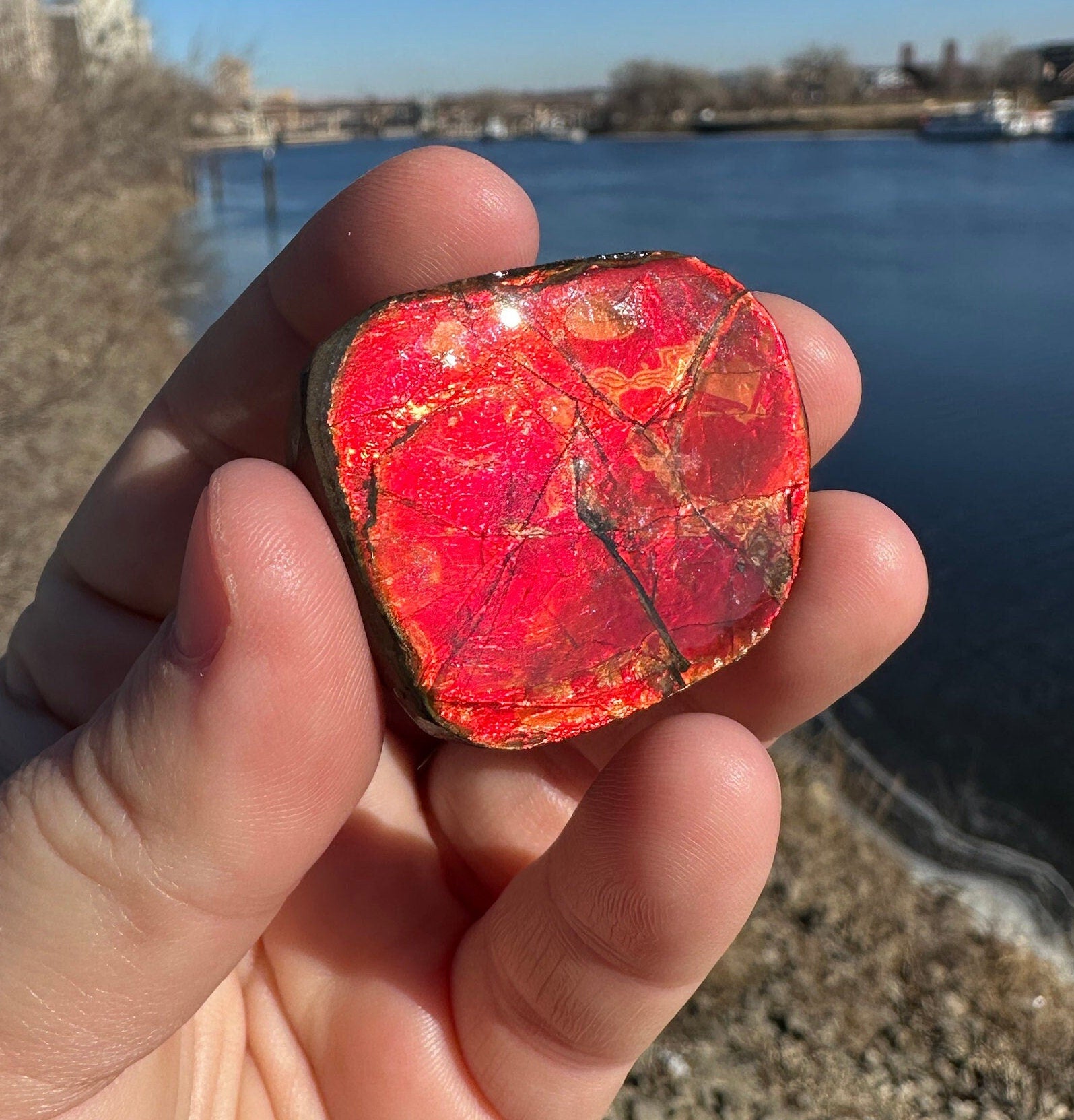 Amazing Natural Ammolite Specimen | Ammolite from Canada | Polished Ammolite | Fossilized Ammolite | Fossil | Rainbow Ammonite