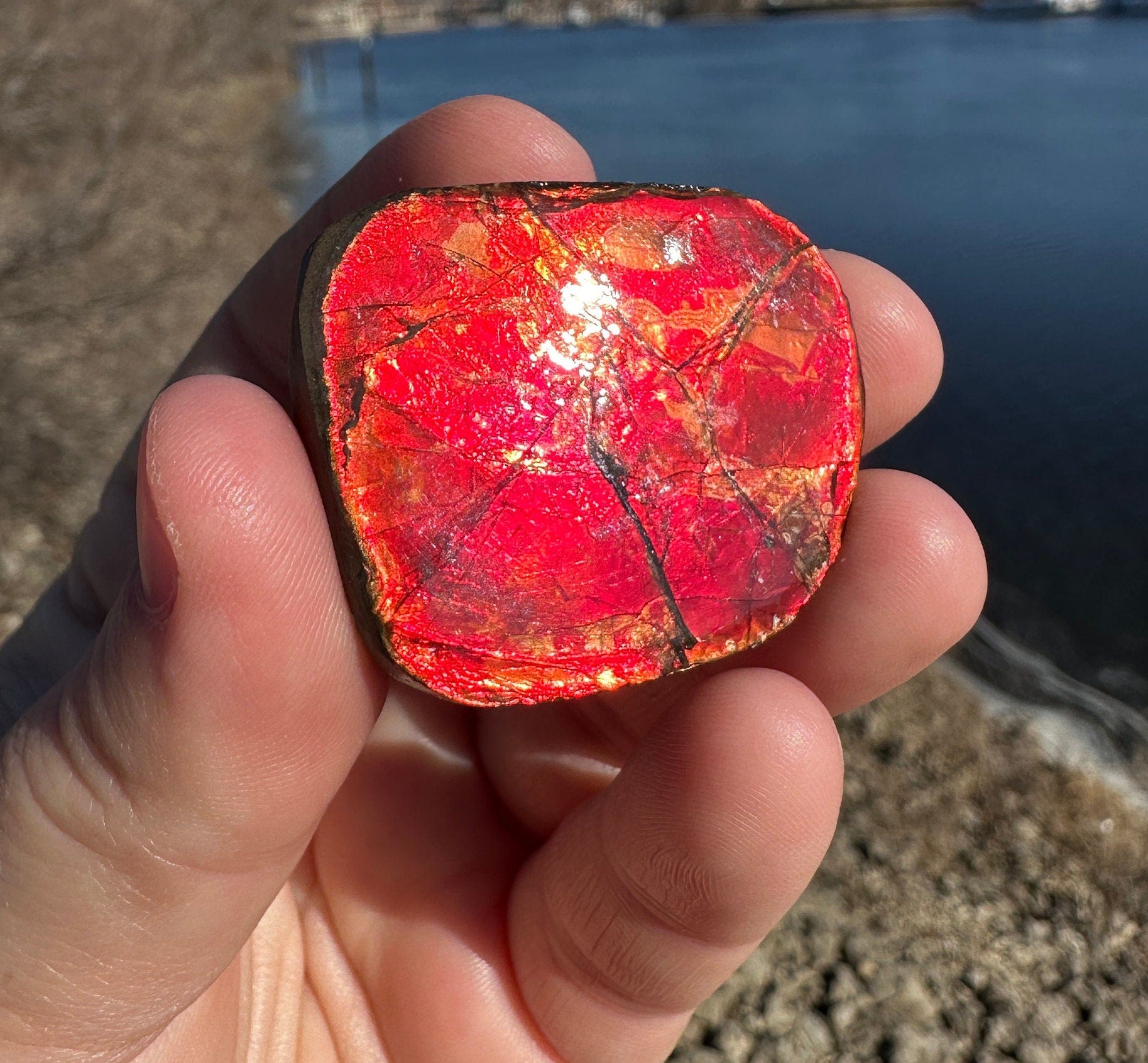 Amazing Natural Ammolite Specimen | Ammolite from Canada | Polished Ammolite | Fossilized Ammolite | Fossil | Rainbow Ammonite