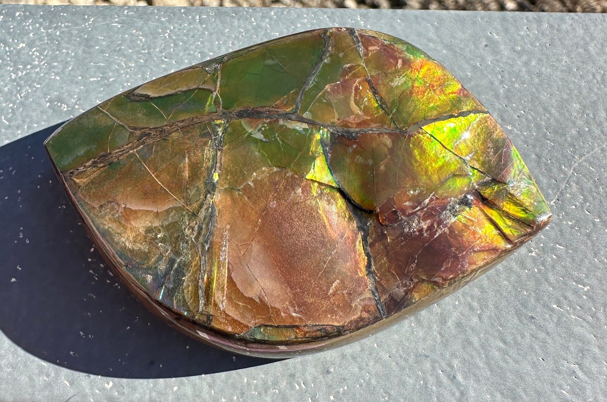 Amazing Natural Ammolite Specimen | Ammolite from Canada | Polished Ammolite | Fossilized Ammolite | Fossil | Rainbow Ammonite